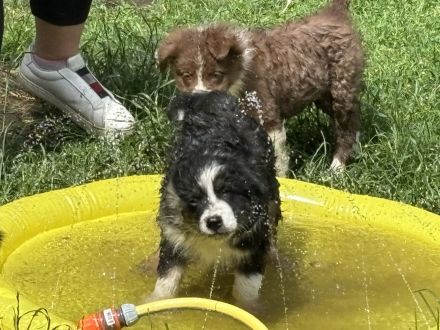 Australian Shepherd welpen