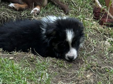Australian Shepherd welpen