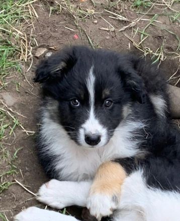 Australian Shepherd welpen