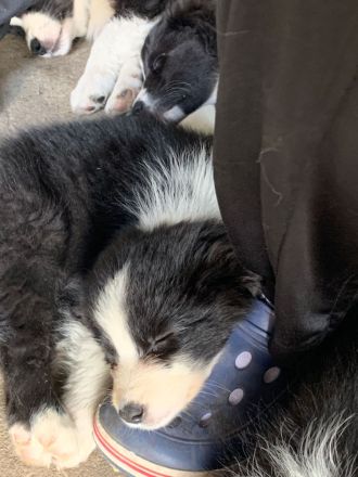 Australian Shepherd welpen