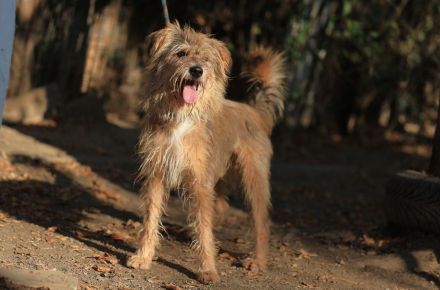 Boomer - sucht erfahrene Hütehund-Menschen
