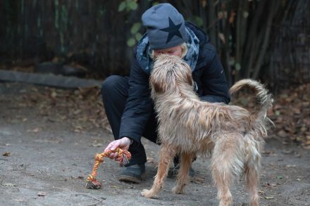Boomer - sucht erfahrene Hütehund-Menschen
