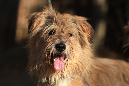 Boomer - sucht erfahrene Hütehund-Menschen
