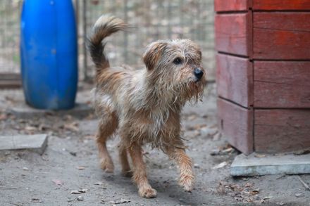 Boomer - sucht erfahrene Hütehund-Menschen