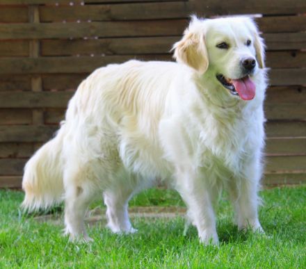 Golden Retriever Welpen - unser Wurf ist da