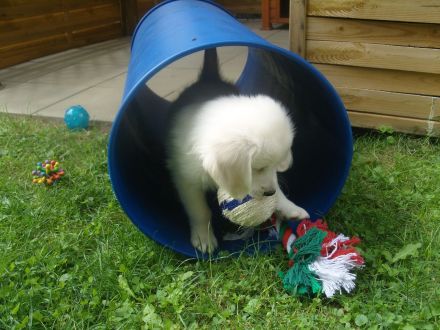 Golden Retriever Welpen - unser Wurf ist da