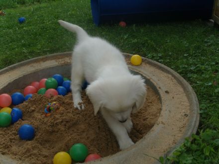 Golden Retriever Welpen - unser Wurf ist da