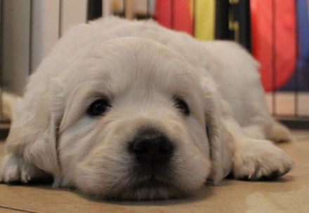 Golden Retriever Welpen - unser Wurf ist da