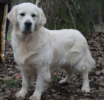 Golden Retriever Welpen - unser Wurf ist da