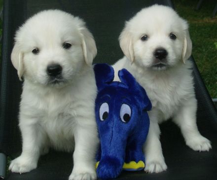 Golden Retriever Welpen - unser Wurf ist da