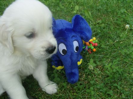 Golden Retriever Welpen - unser Wurf ist da