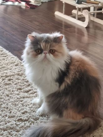 Reinrassige Perserkater mit Stammbaum