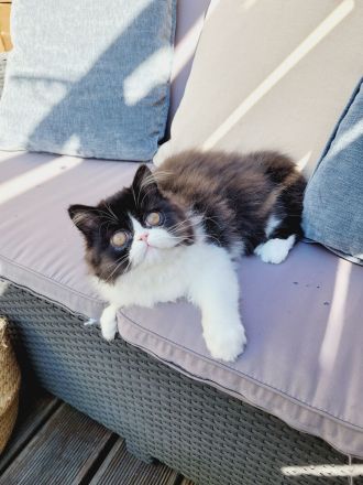 Reinrassige Perserkater mit Stammbaum