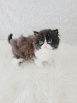 Reinrassige Perserkater mit Stammbaum