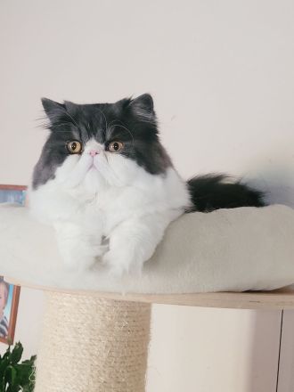 Reinrassige Perserkater mit Stammbaum