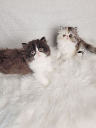 Reinrassige Perserkater mit Stammbaum