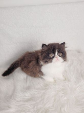 Reinrassige Perserkater mit Stammbaum