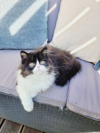 Reinrassige Perserkater mit Stammbaum