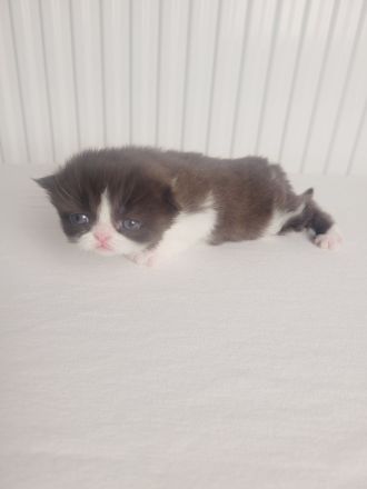 Reinrassige Perserkater mit Stammbaum