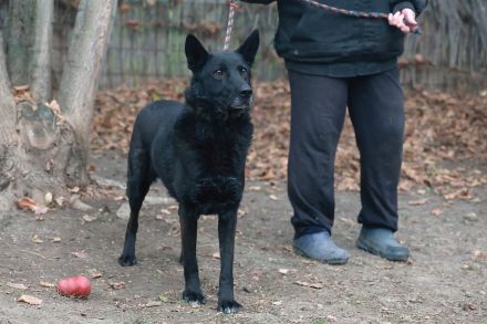 Elvis - sucht ein Zuhause als Prinz