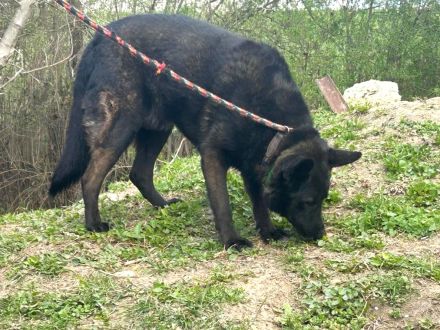 Elvis - sucht ein Zuhause als Prinz