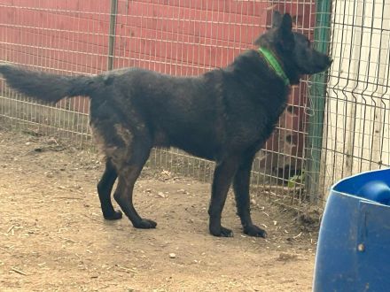 Elvis - sucht ein Zuhause als Prinz