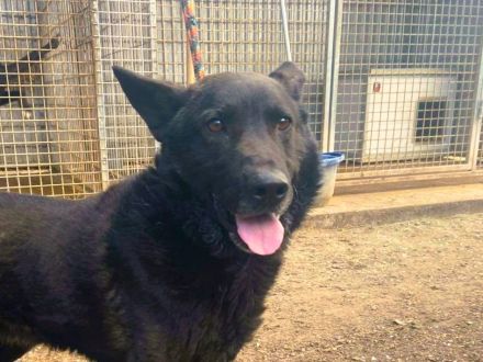 Elvis - sucht ein Zuhause als Prinz