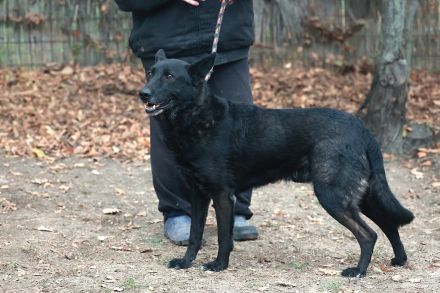 Elvis - sucht ein Zuhause als Prinz