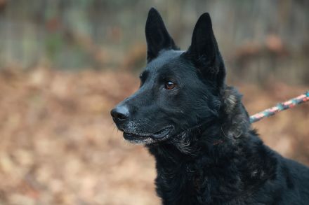 Elvis - sucht ein Zuhause als Prinz