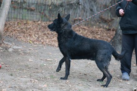 Elvis - sucht ein Zuhause als Prinz