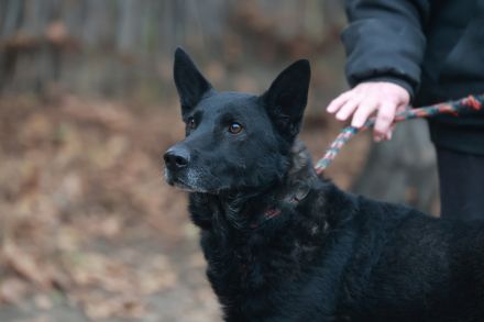 Elvis - sucht ein Zuhause als Prinz