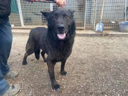 Elvis - sucht ein Zuhause als Prinz