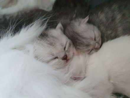 Katzenbabys suchen neues Zuhause!