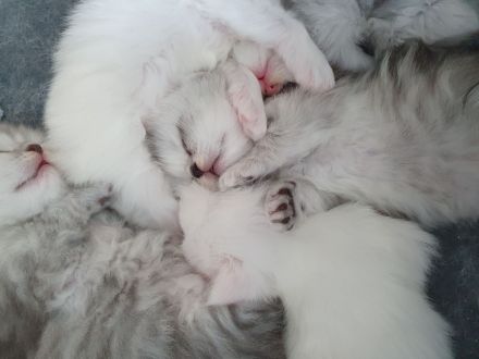 Katzenbabys suchen neues Zuhause!