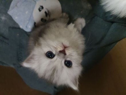 Katzenbabys suchen neues Zuhause!