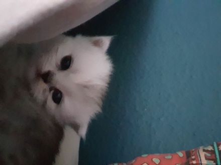 Katzenbabys suchen neues Zuhause!