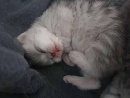 Katzenbabys suchen neues Zuhause!