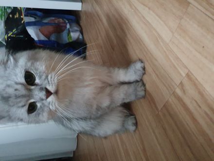 Katzenbabys suchen neues Zuhause!