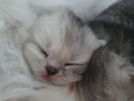 Katzenbabys suchen neues Zuhause!