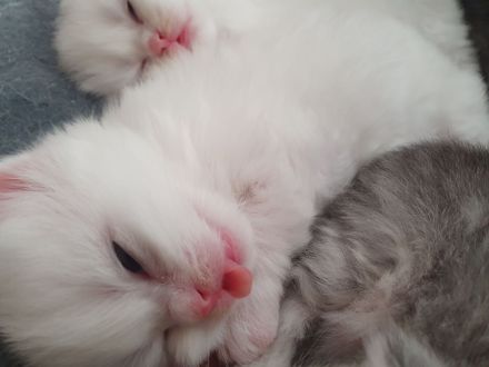 Katzenbabys suchen neues Zuhause!