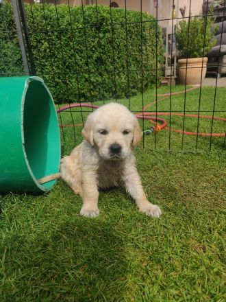 Wir haben wunderschöne reinrassige Golden Retriever Welpen, unsere Welpen sind jetzt alle vergeben