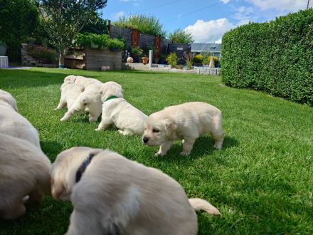Wir haben wunderschöne reinrassige Golden Retriever Welpen, unsere Welpen sind jetzt alle vergeben