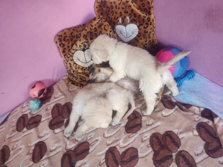 Wir haben wunderschöne reinrassige Golden Retriever Welpen, unsere Welpen sind jetzt alle vergeben