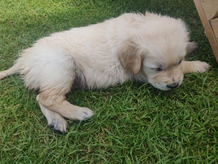 Wir haben wunderschöne reinrassige Golden Retriever Welpen, unsere Welpen sind jetzt alle vergeben