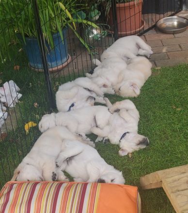 Wir haben wunderschöne reinrassige Golden Retriever Welpen, unsere Welpen sind jetzt alle vergeben