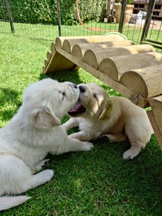 Wir haben wunderschöne reinrassige Golden Retriever Welpen, unsere Welpen sind jetzt alle vergeben