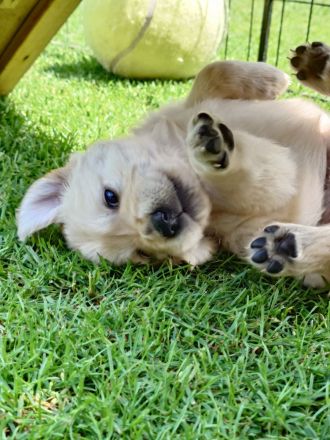 Wir haben wunderschöne reinrassige Golden Retriever Welpen, unsere Welpen sind jetzt alle vergeben