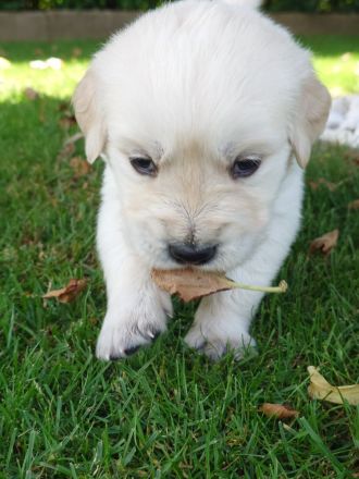 Wir haben wunderschöne reinrassige Golden Retriever Welpen, unsere Welpen sind jetzt alle vergeben