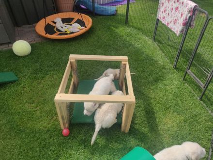 Wir haben wunderschöne reinrassige Golden Retriever Welpen, unsere Welpen sind jetzt alle vergeben