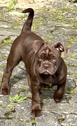 Old englisch Bulldog, OEB Welpen
